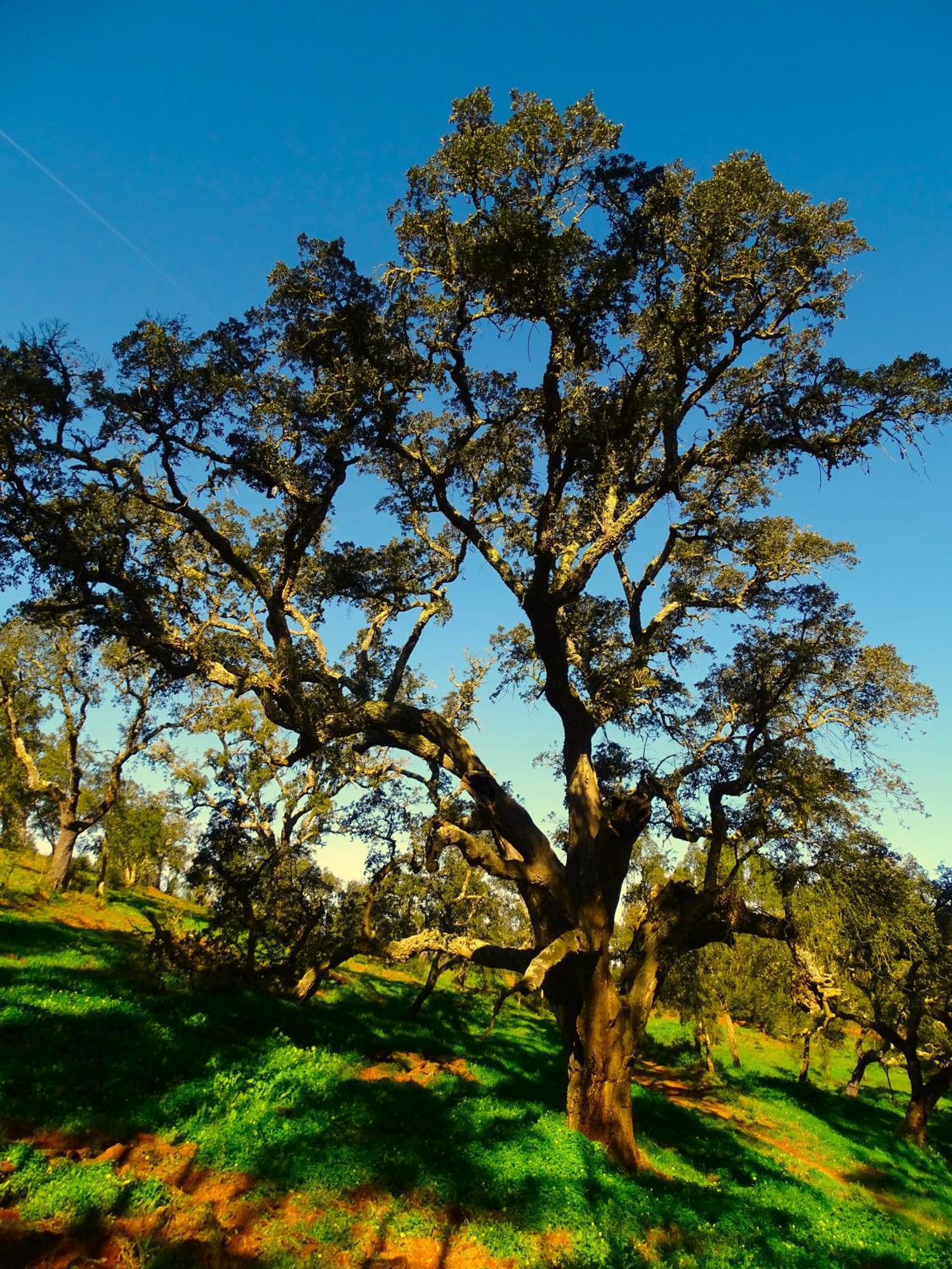 Herdade Vale De Gaios By Stay In Alentejo Sao Luis Ngoại thất bức ảnh